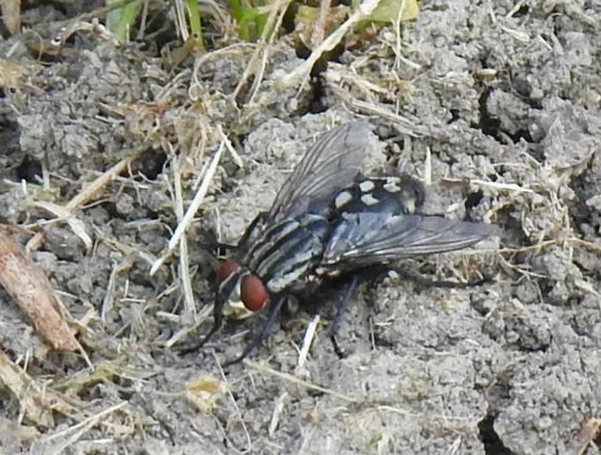 Sarcophagidae - húslégyfélék