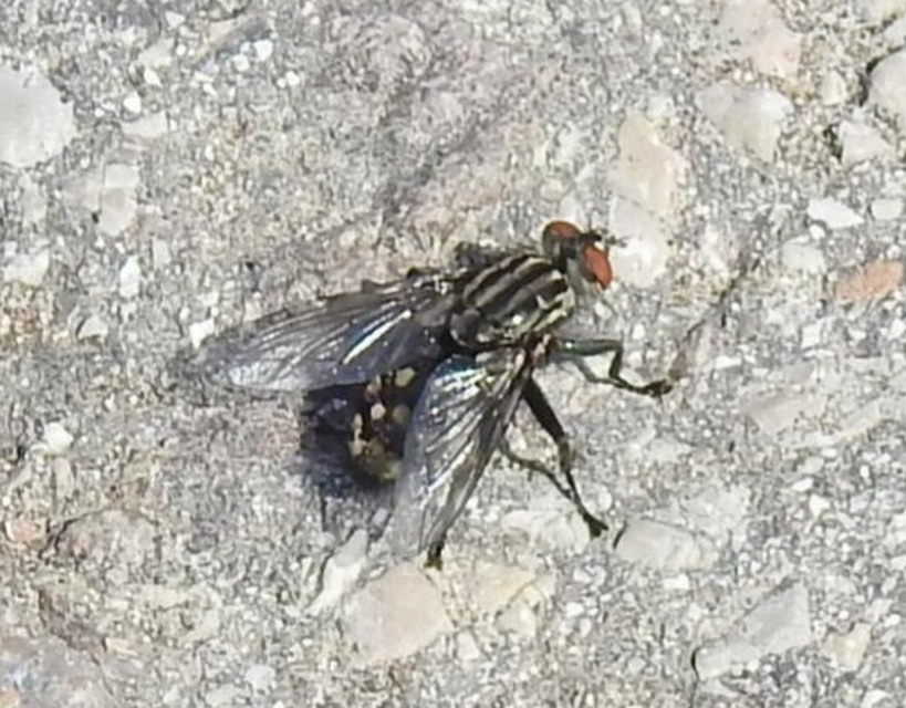 Sarcophagidae - húslégyfélék