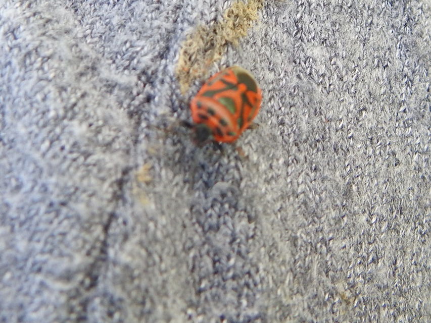 Eurydema ornata - díszespoloska