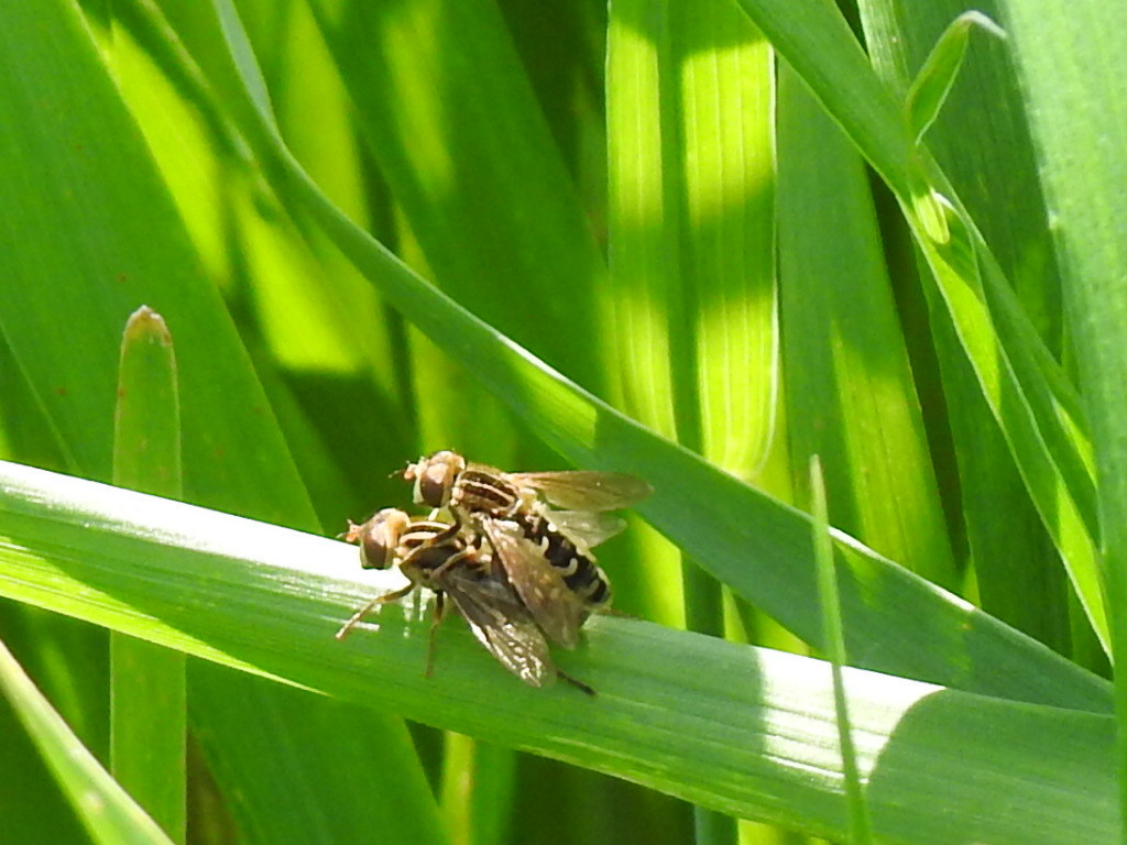 Anasimyia
