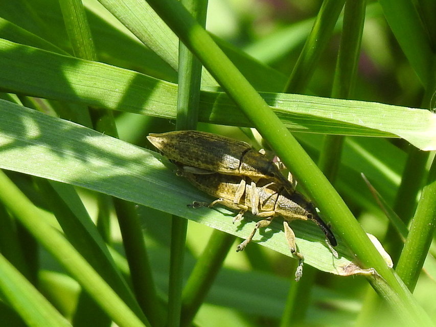 Lixus iridis - bürökfúró dudvabarkó