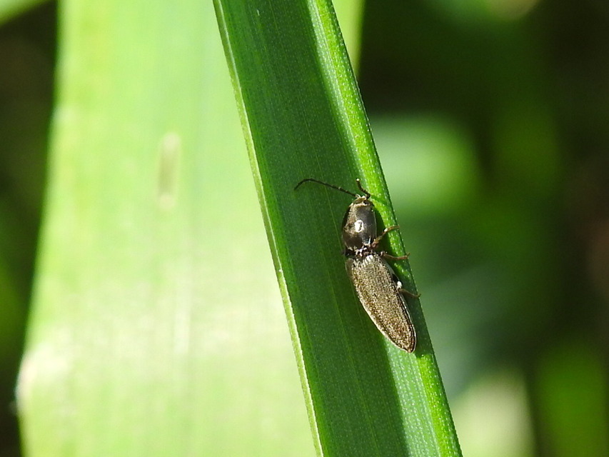 Dicronychus rubripes - kis szívespattanó