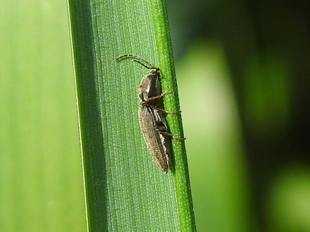 Dicronychus rubripes - kis szívespattanó