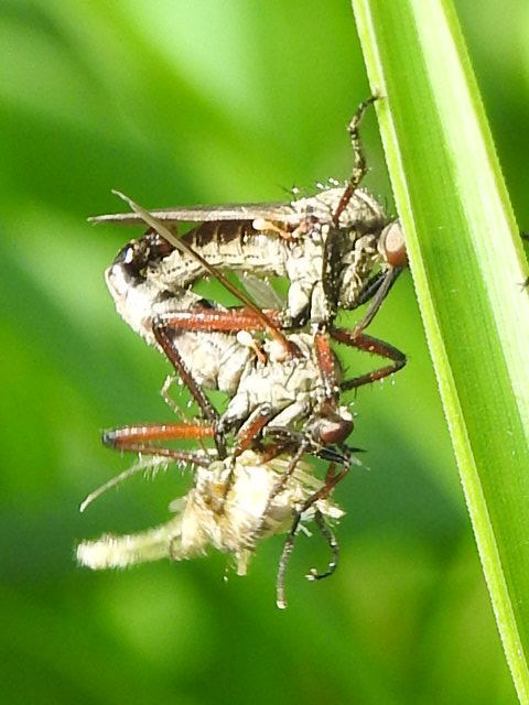 Empididae - táncoslegyek