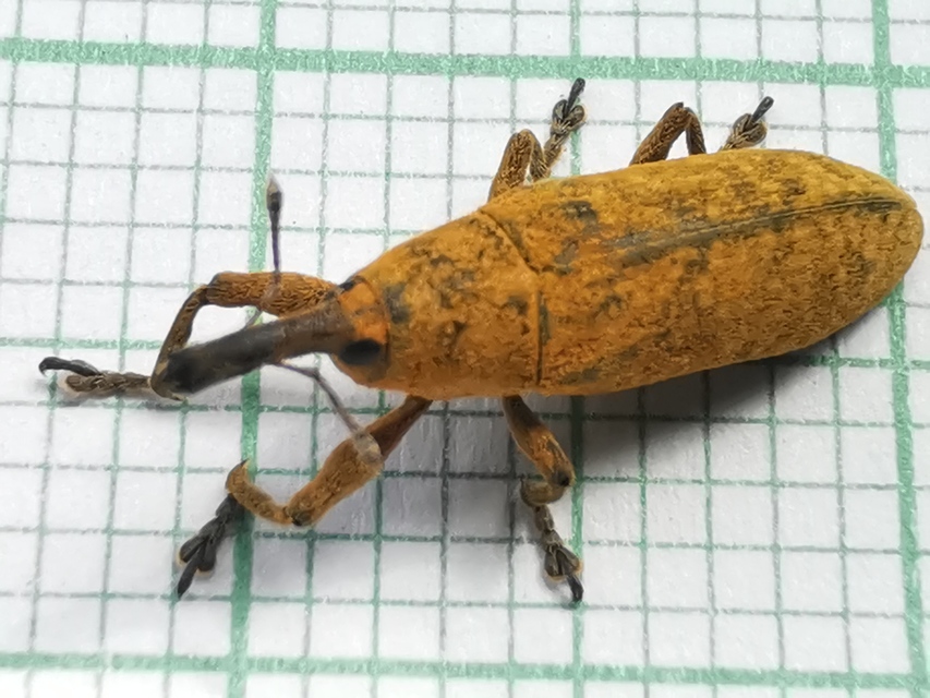 Lixus pulverulentus - mályvafúró dudvabarkó