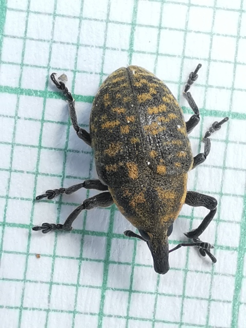 Larinus turbinatus - kúposorrú púderbarkó