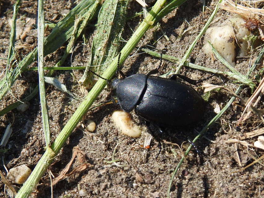 Ablattaria laevigata - sima csigarabló