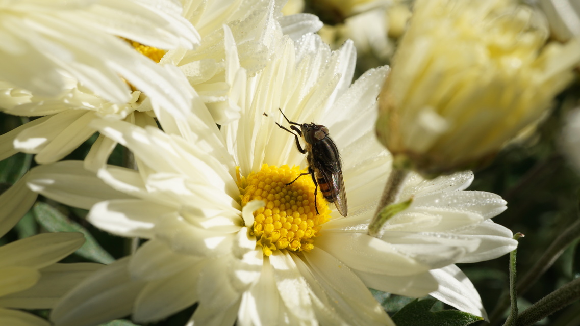 Stomorhina lunata - sáskaparazita légy