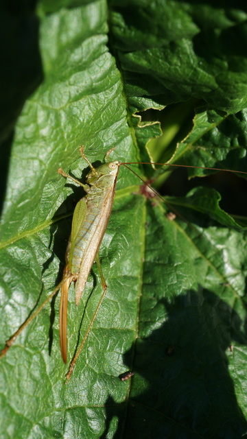 Conocephalus fuscus - kis kúpfejűszöcske