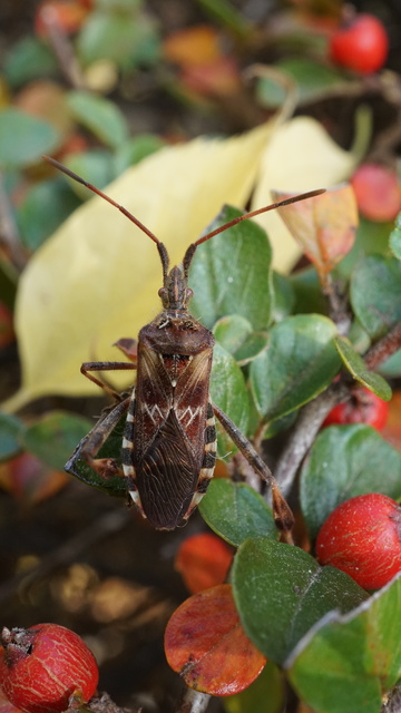 Leptoglossus occidentalis - nyugati levéllábú poloska Leptoglossus occidentalis - nyugati levéllábú poloska
