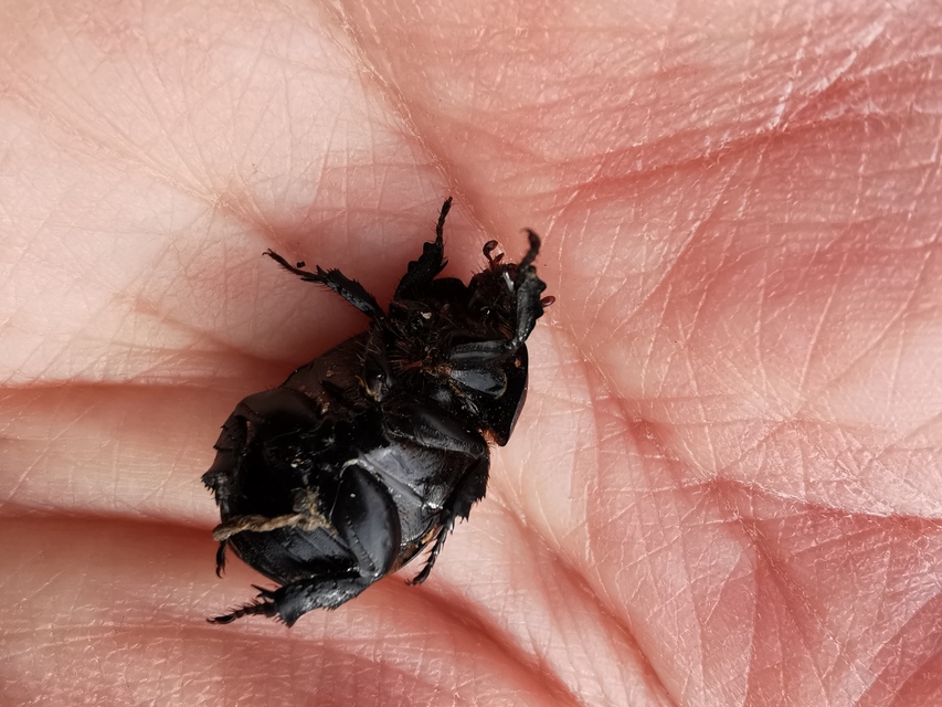 Pentodon idiota - butabogár