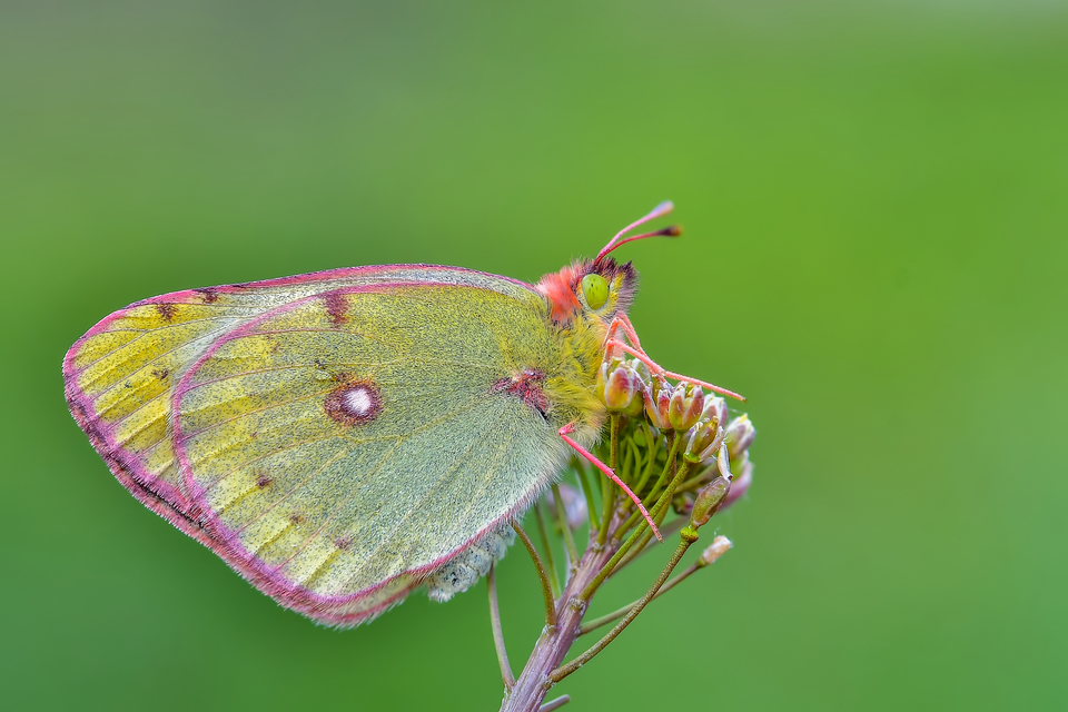Colias hyale - kéneslepke