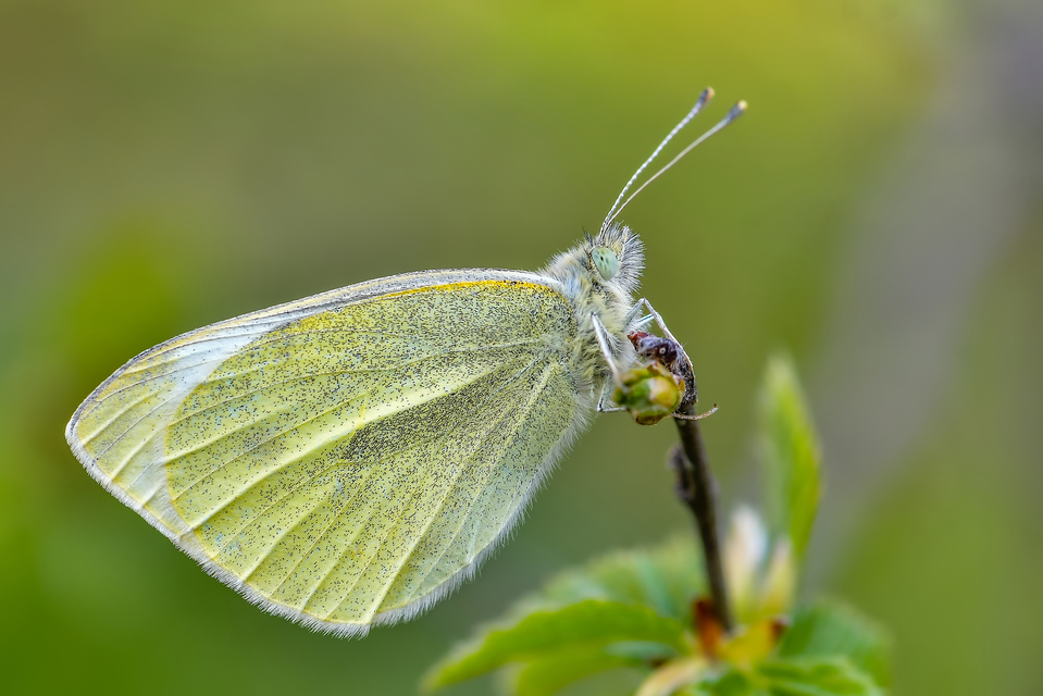 Pieris rapae - répalepke