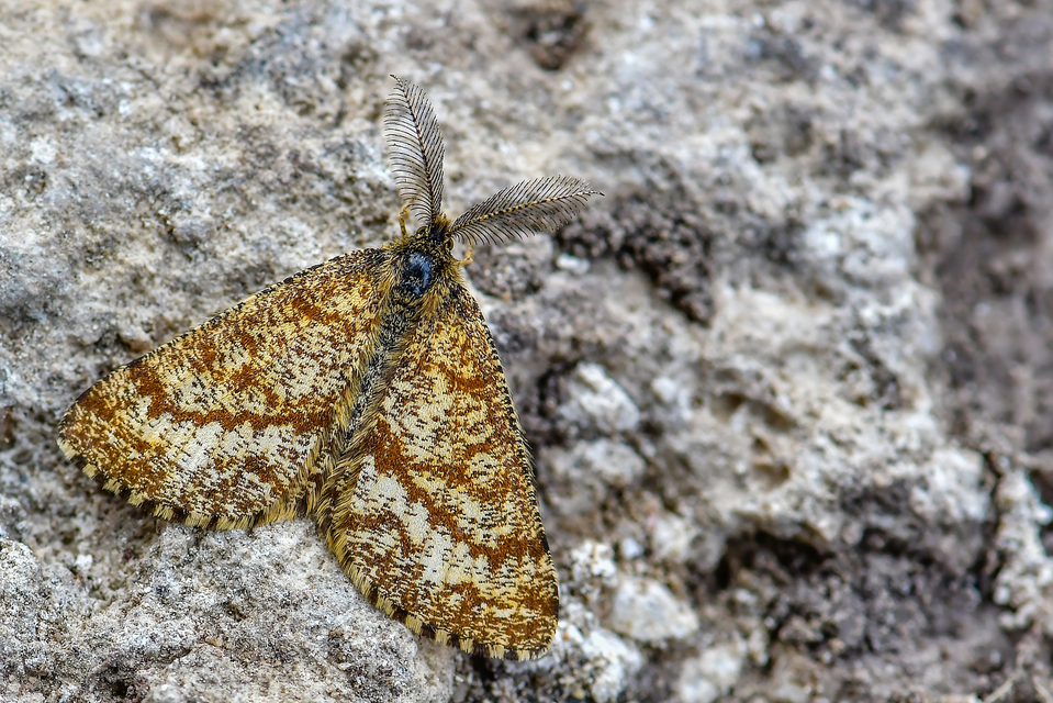 Ematurga atomaria - barna rétiaraszoló