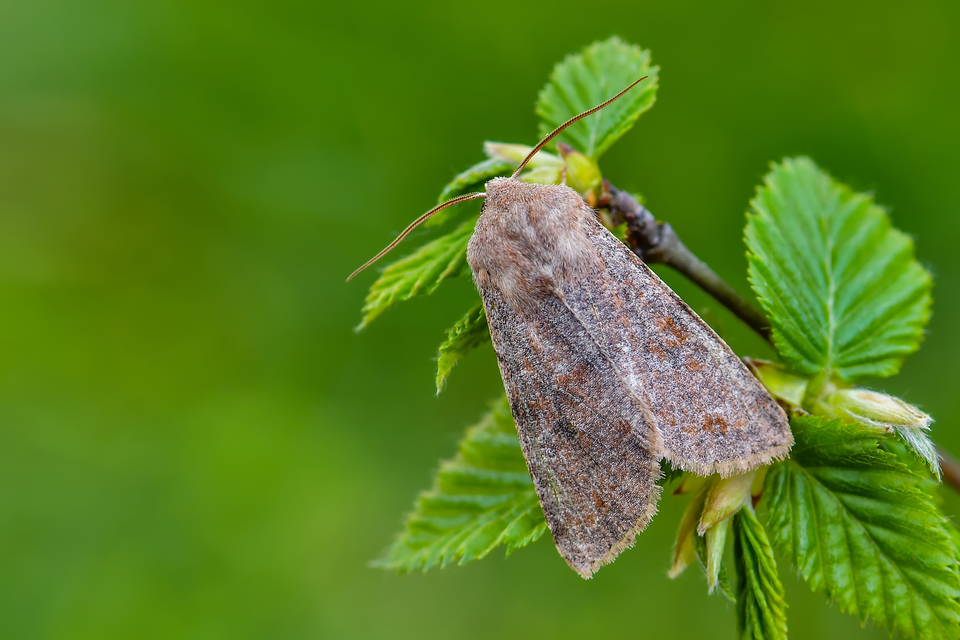 Orthosia incerta - változékony barkabagoly