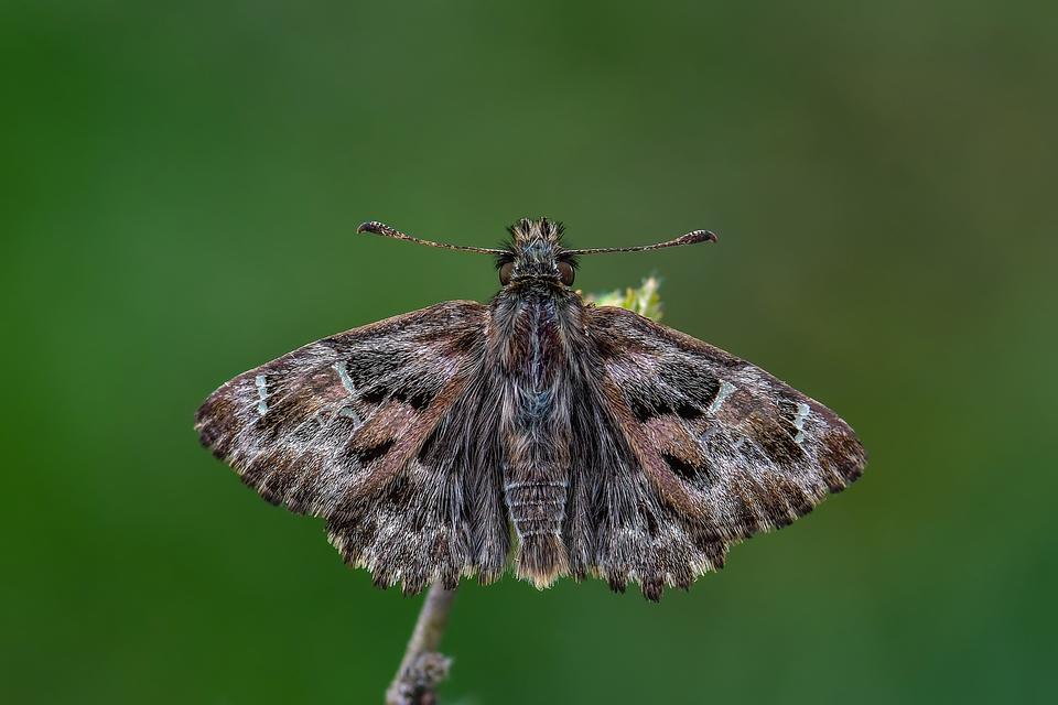 Carcharodus alceae - mályva-busalepke