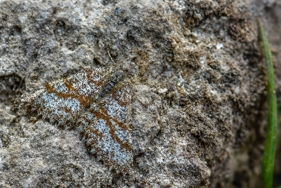 Ematurga atomaria - barna rétiaraszoló