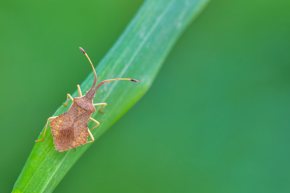 Syromastus rhombeus - vitorlás karimáspoloska