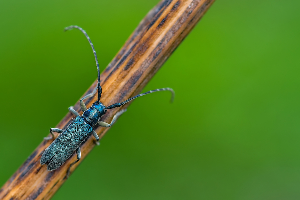 Agapanthia viti