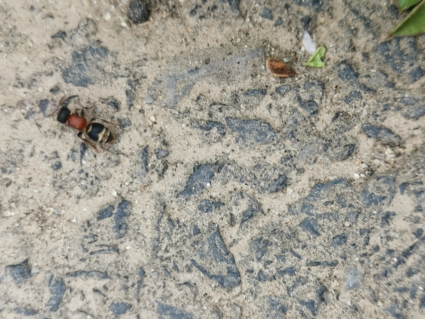 Mutillidae - hangyadarazsak