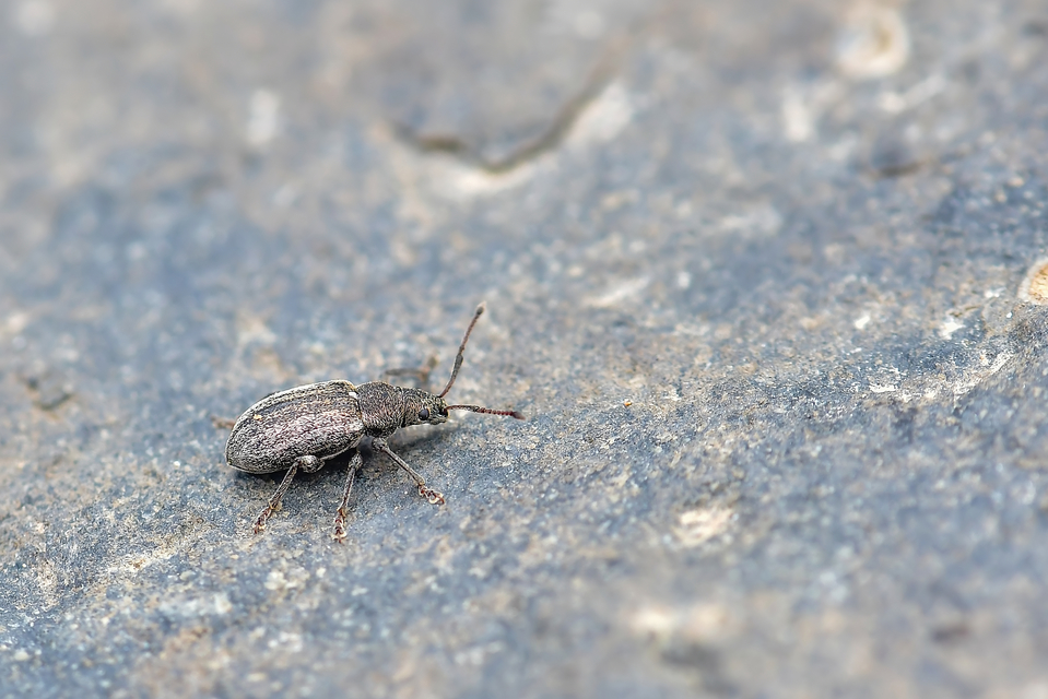 Phyllobius pyri - gyümölcsfa-levélormányos
