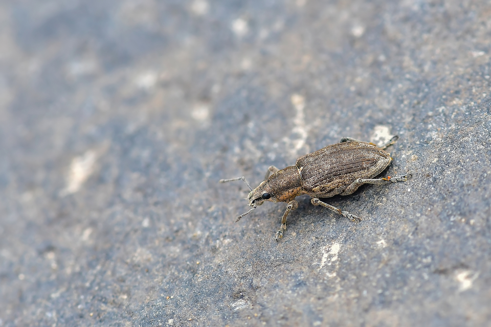 Tanymecus palliatus - közönséges hegyesfarúbarkó