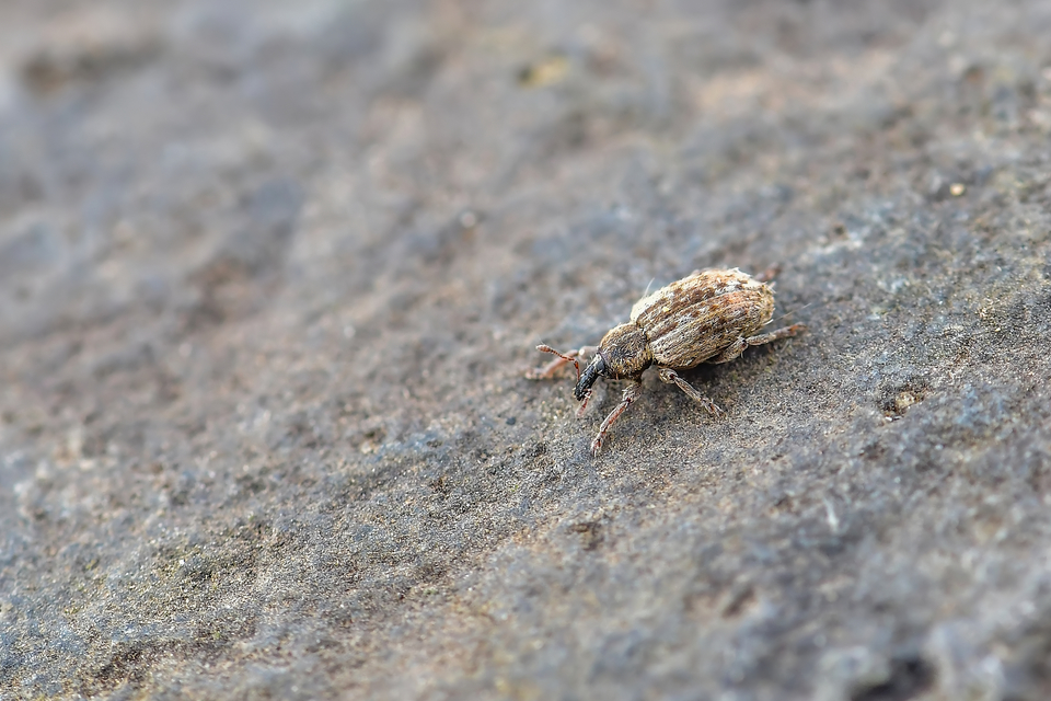 Curculionidae - ormányosbogár-félék