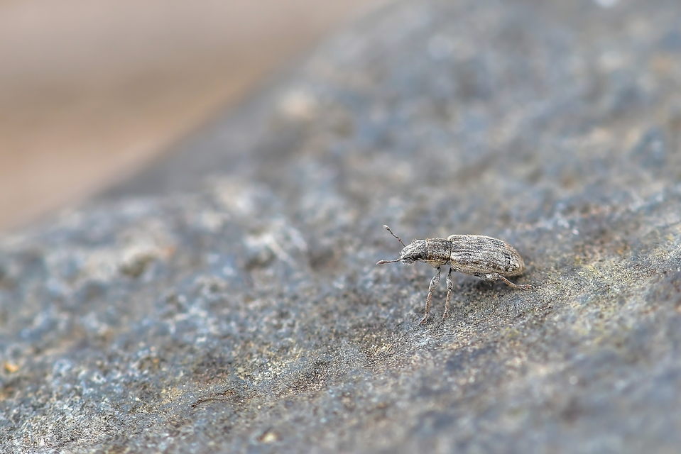 Sitona callosus - szempillás csipkézőbogár