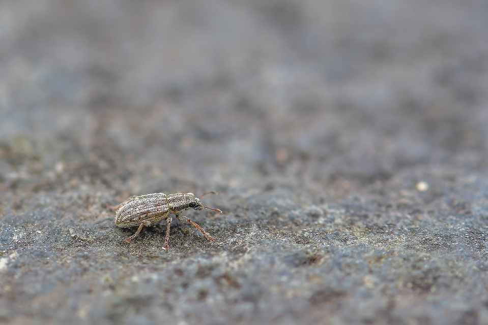 Sitona macularius - borsó-csipkézőbogár