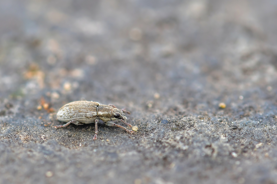Sitona humeralis - lucerna-csipkézőbogár