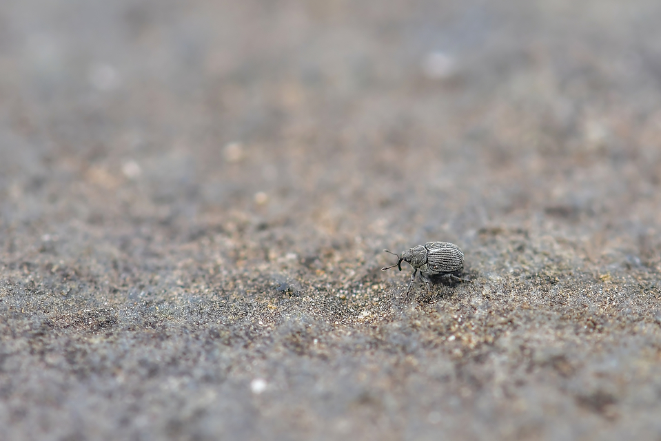 Curculionidae - ormányosbogár-félék