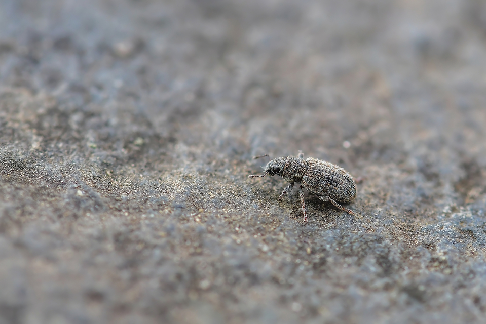 Sitona hispidulus - szőrös csipkézőbogár