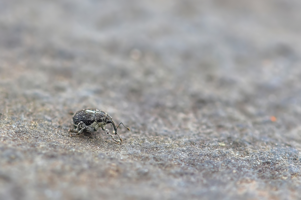 Curculionidae - ormányosbogár-félék