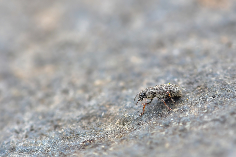 Curculionidae - ormányosbogár-félék