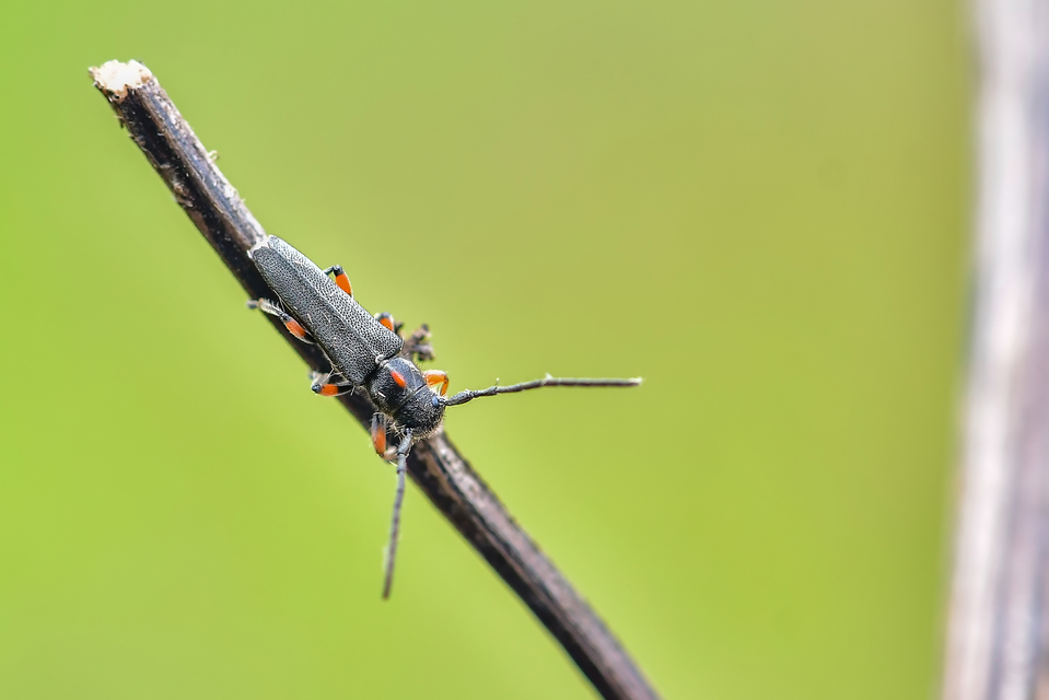 Phytoecia pustulata - parányi fűcincér