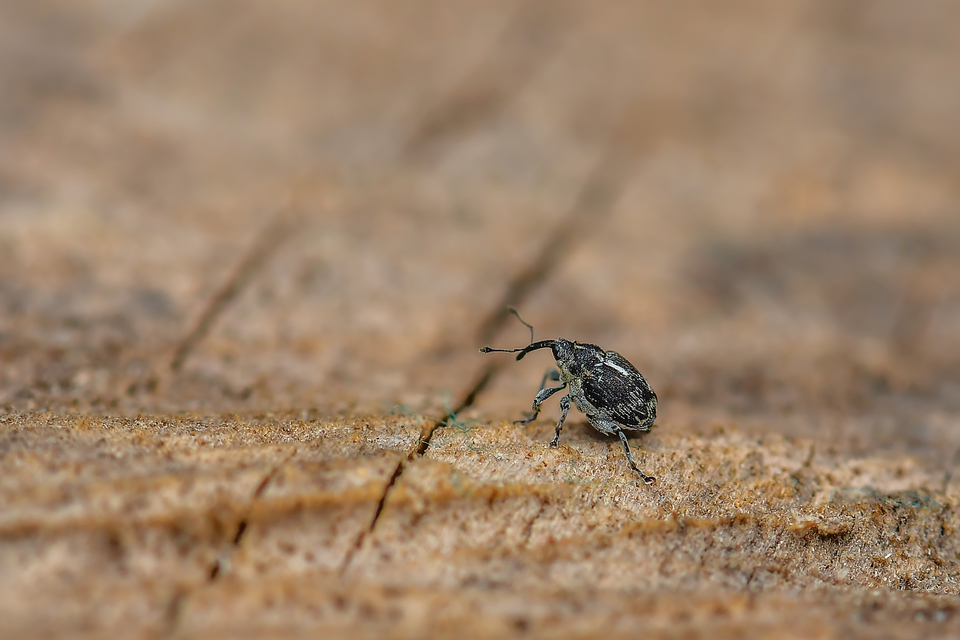 Curculionidae - ormányosbogár-félék