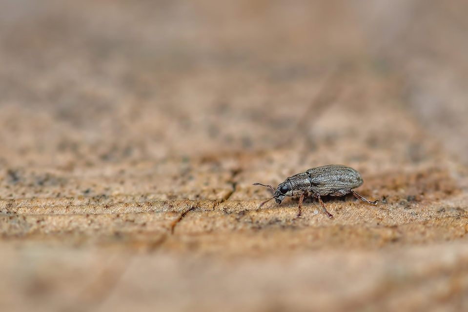 Curculionidae - ormányosbogár-félék