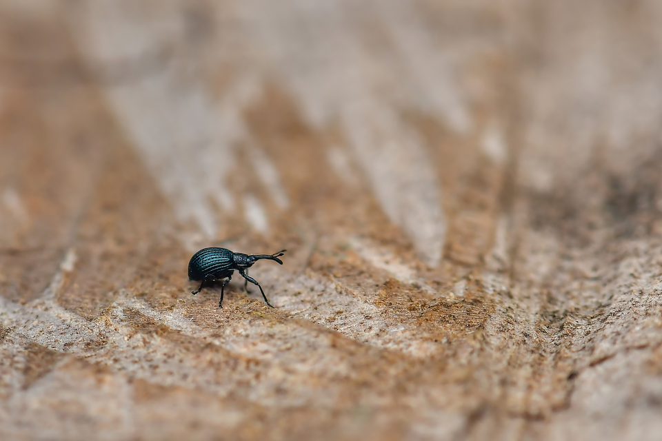 Curculionidae - ormányosbogár-félék