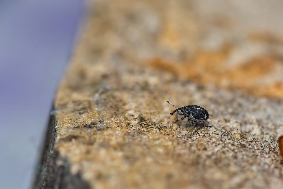 Curculionidae - ormányosbogár-félék