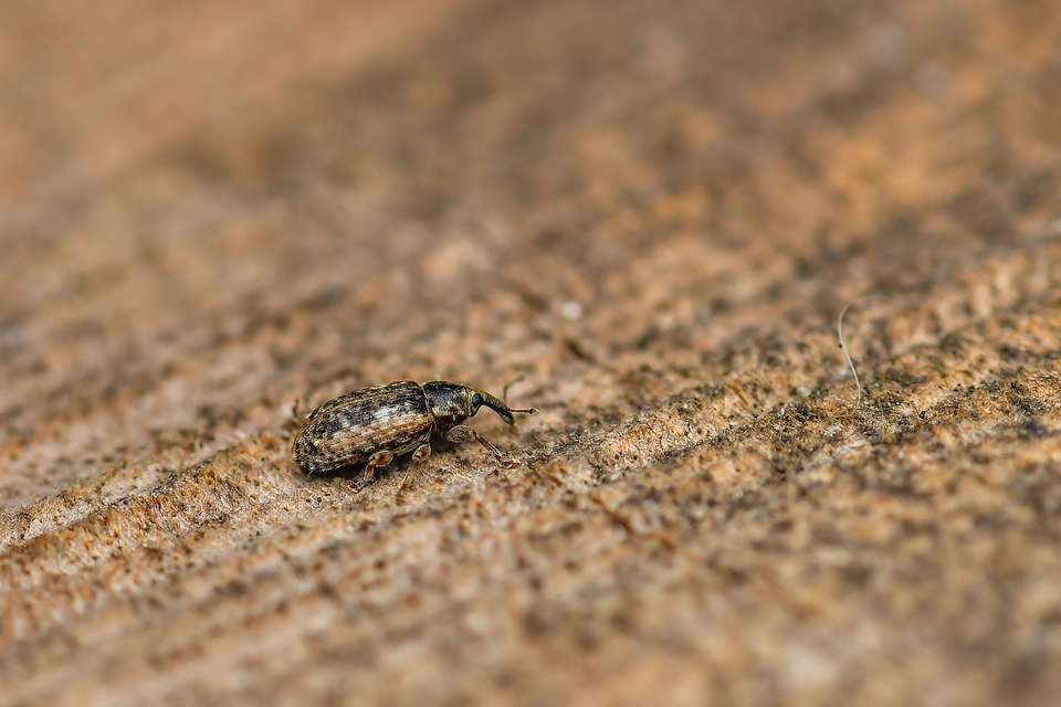 Curculionidae - ormányosbogár-félék