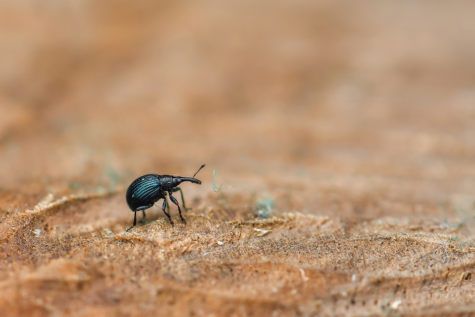 Curculionidae - ormányosbogár-félék