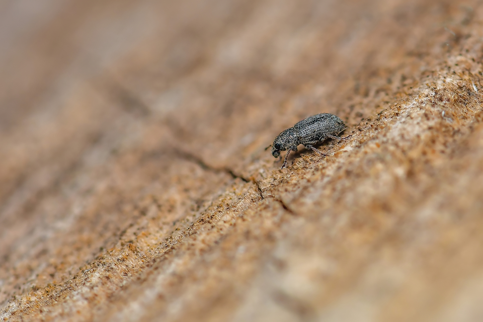Curculionidae - ormányosbogár-félék
