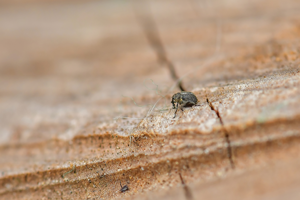 Curculionidae - ormányosbogár-félék