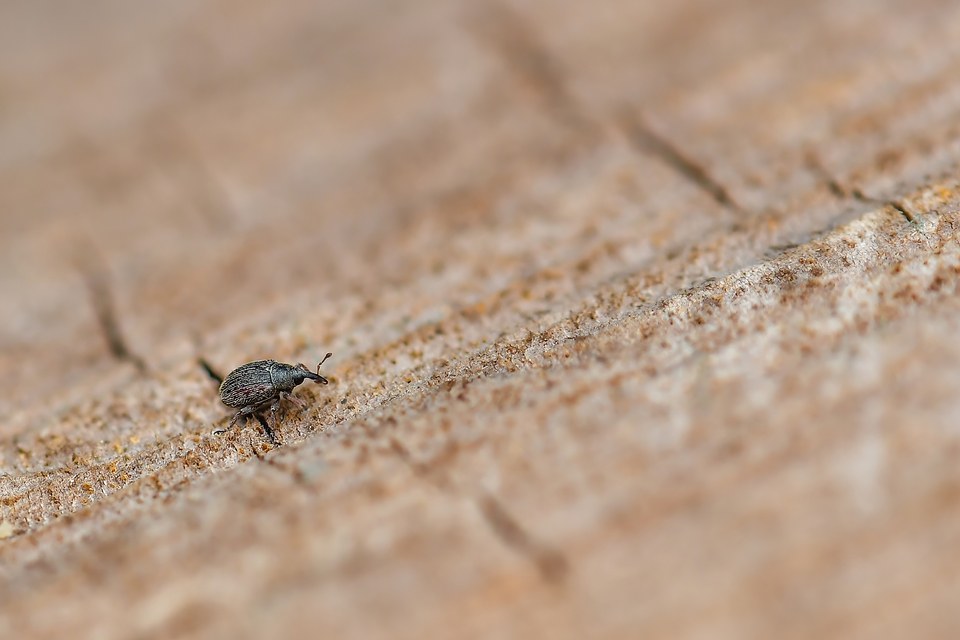 Curculionidae - ormányosbogár-félék