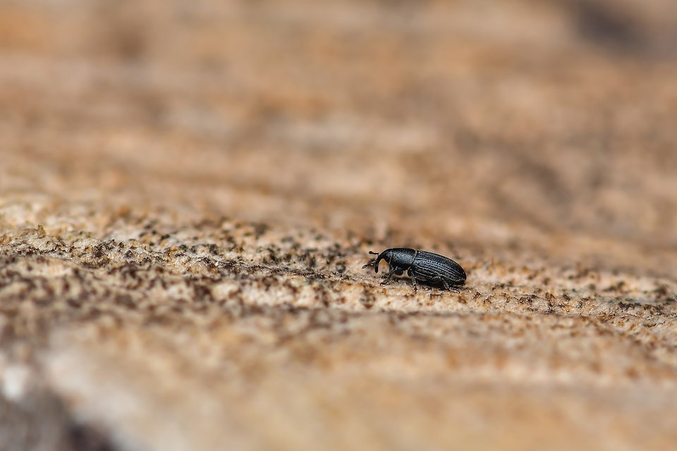 Curculionidae - ormányosbogár-félék