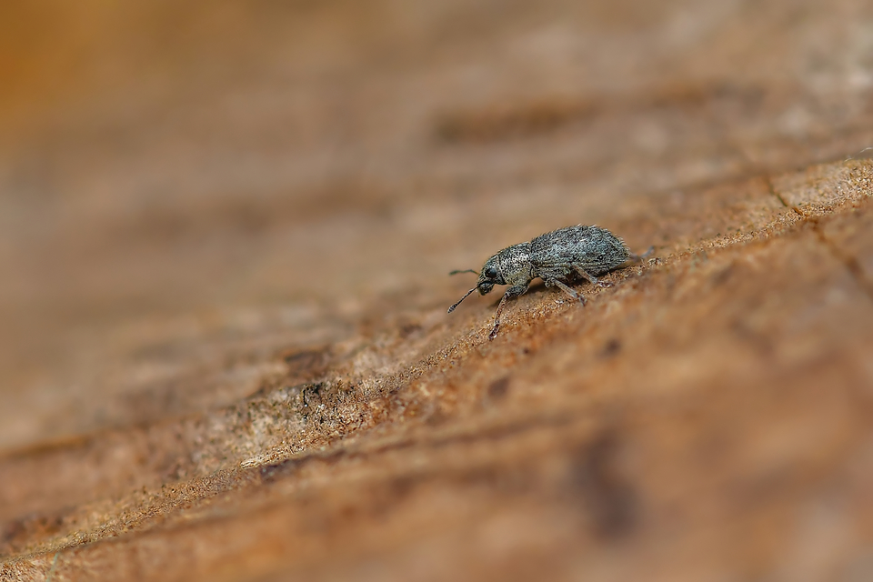 Curculionidae - ormányosbogár-félék