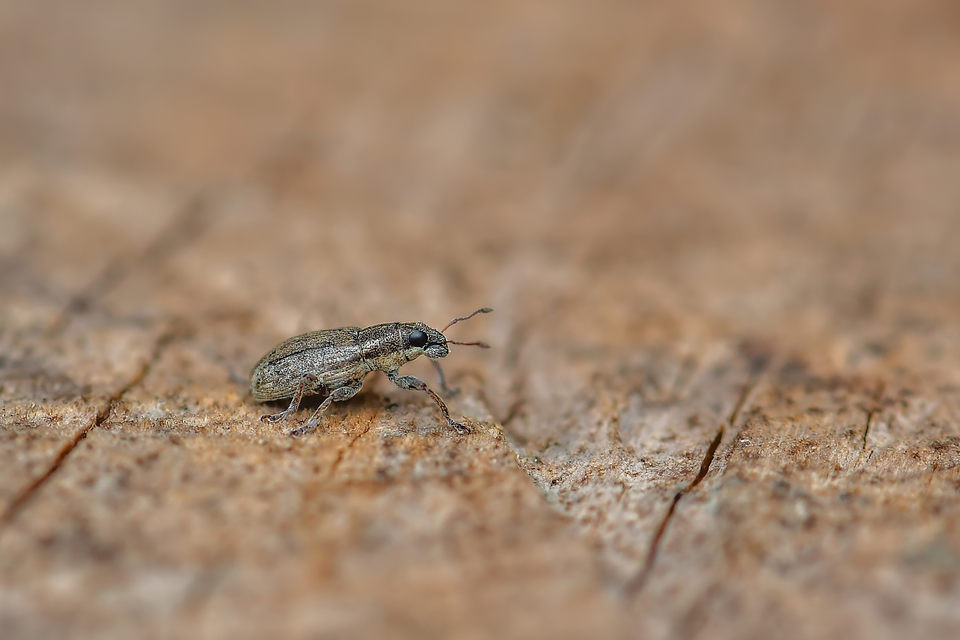 Curculionidae - ormányosbogár-félék