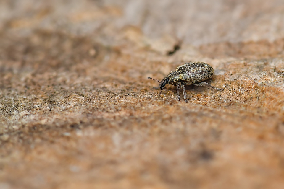 Curculionidae - ormányosbogár-félék