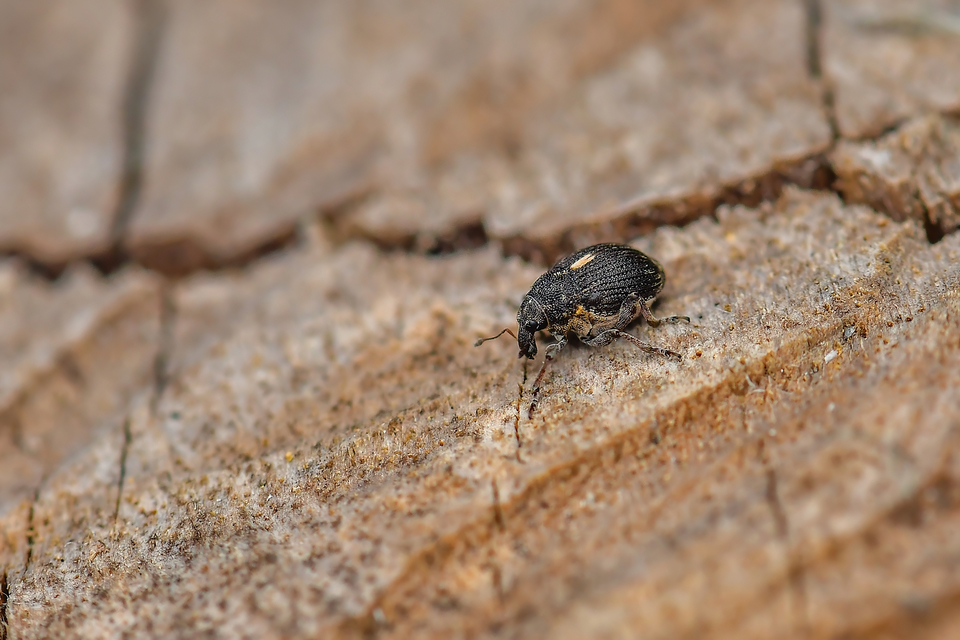 Curculionidae - ormányosbogár-félék