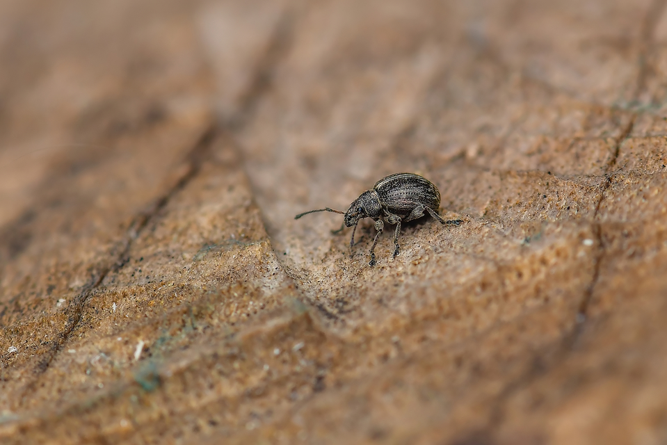 Curculionidae - ormányosbogár-félék